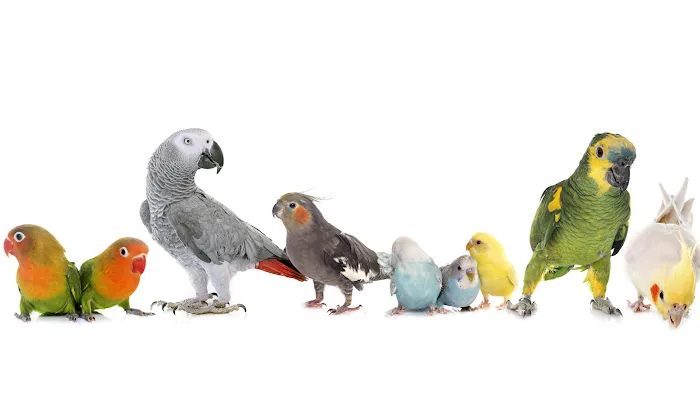 Dallas Parrots Picture 2