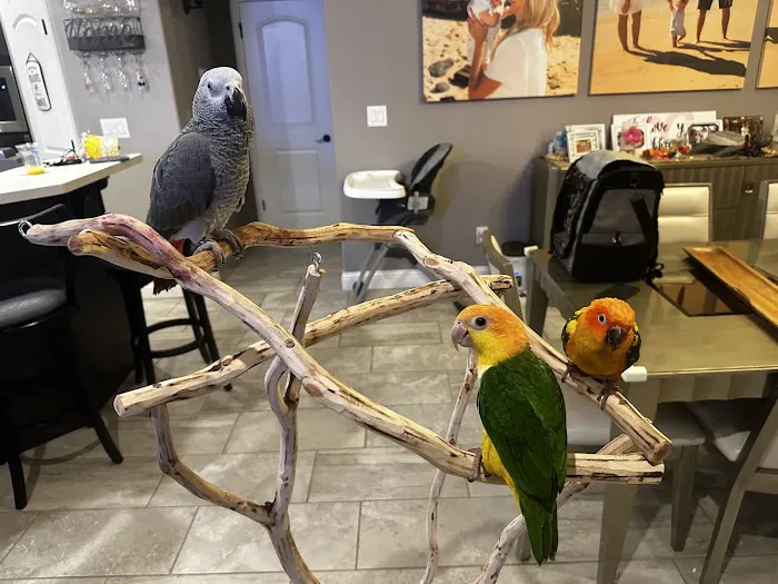 Dallas Parrots Picture 1