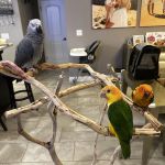 Dallas Parrots
