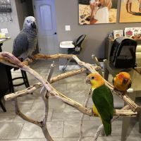 Dallas Parrots ico