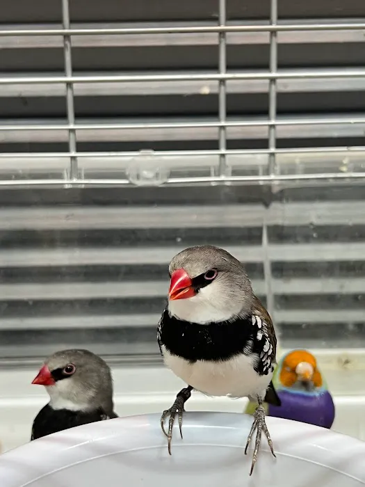 Dallas Parrots Picture 7