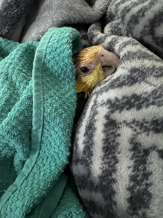 Dallas Parrots Picture 8
