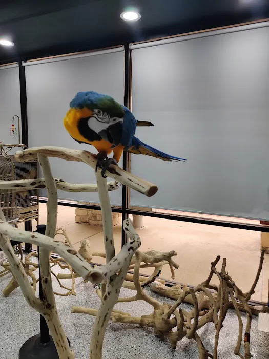 Dallas Parrots Picture 6