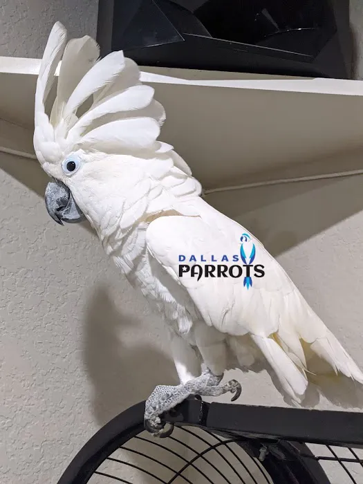Dallas Parrots Picture 9