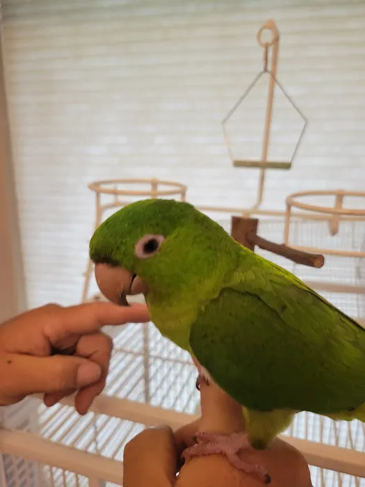 Dallas Parrots Picture 10