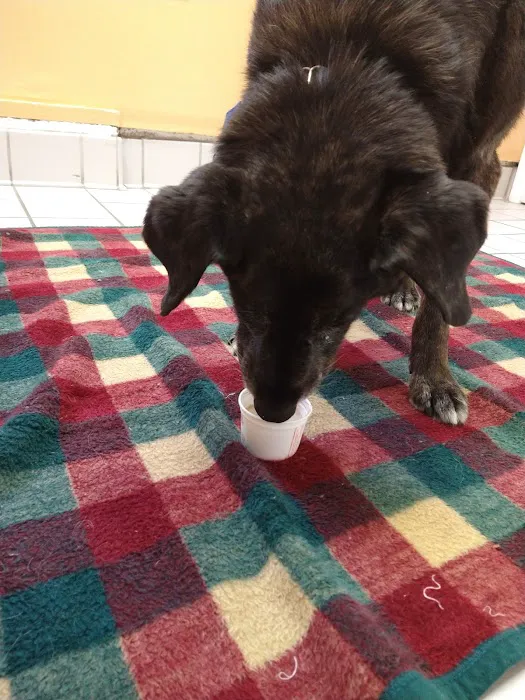 Four County Animal Hospital Picture 5
