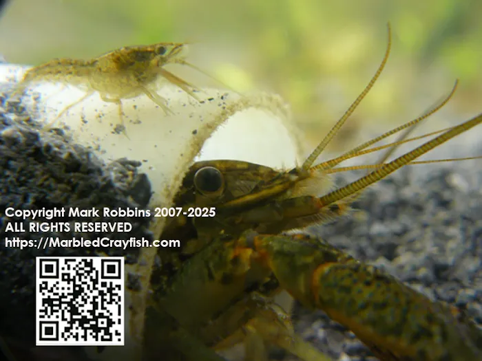 The ORIGINAL Marbled Crayfish Picture 1