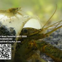 The ORIGINAL Marbled Crayfish ico