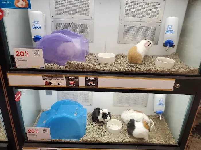 Petco Picture 4
