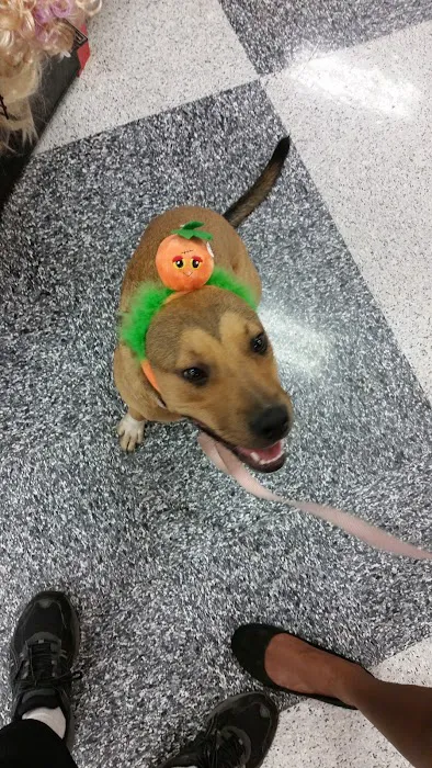 Petco Picture 9