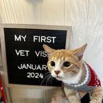 Damascus Veterinary Hospital