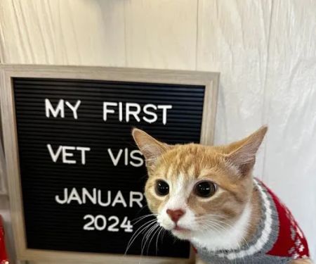 Damascus Veterinary Hospital