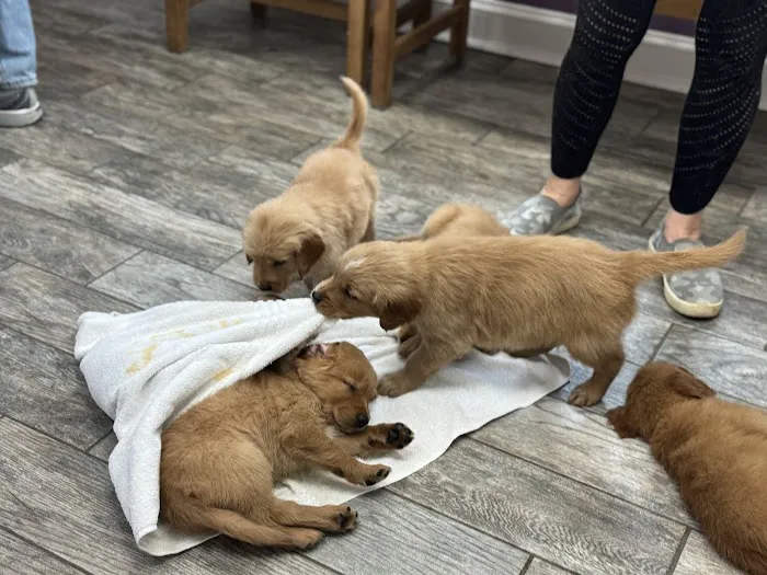 Green Valley Animal Hospital - Maryland Picture 2