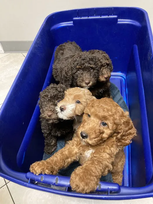 Triadelphia Veterinary Clinic Picture 8