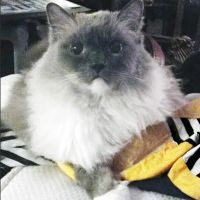 Twin Oak Animal Hospital ico