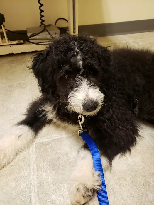 Brookeville Animal Hospital Picture 3