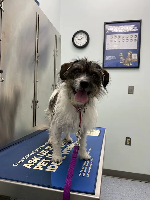 Clarksville PetVet Picture 2