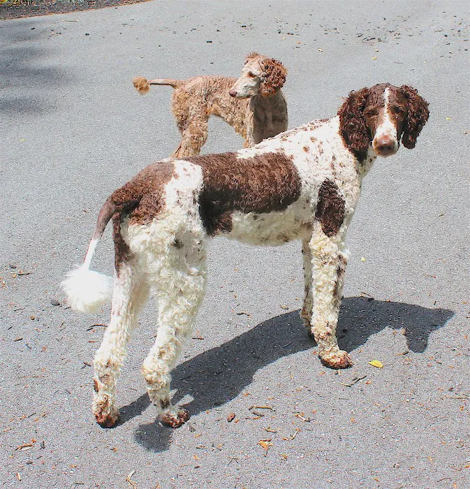 Clarksville PetVet Picture 3