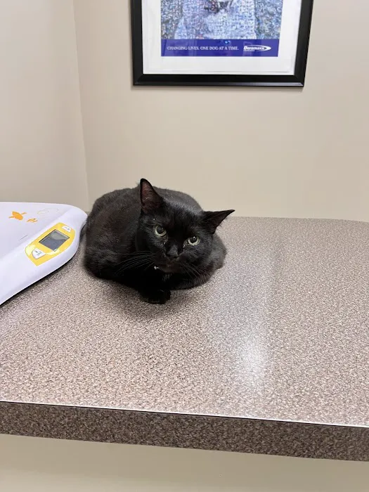 Bethany Centennial Animal Hospital Picture 9