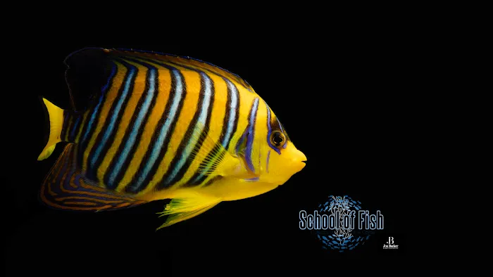 School Of Fish Picture 3