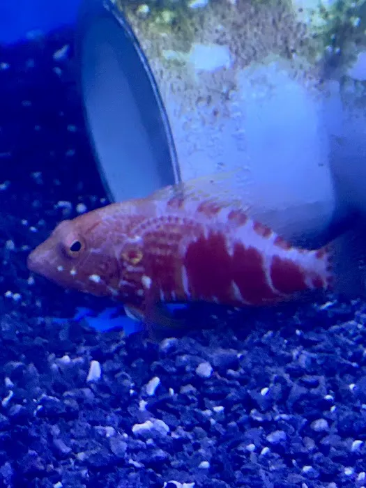 School Of Fish Picture 6