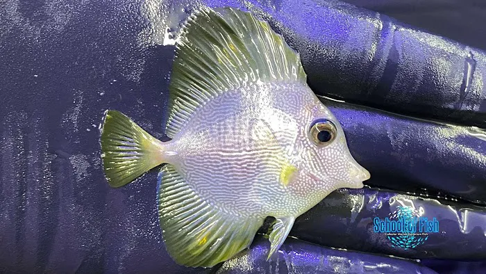 School Of Fish Picture 5