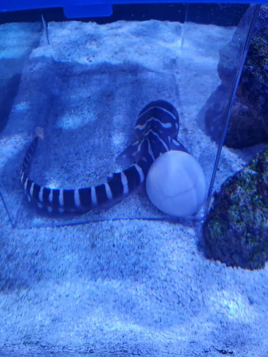 School Of Fish Picture 4