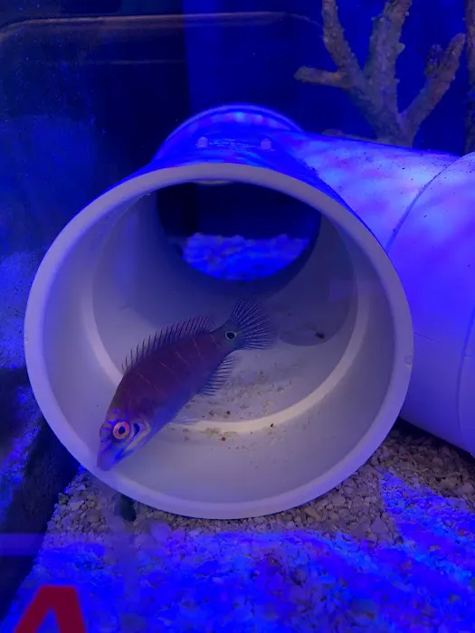 School Of Fish Picture 2