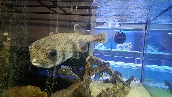 School Of Fish Picture 8