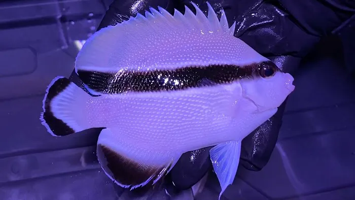 School Of Fish Picture 7
