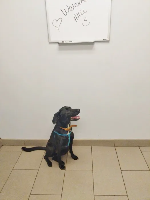 VCA Lewis Animal Hospital Picture 3
