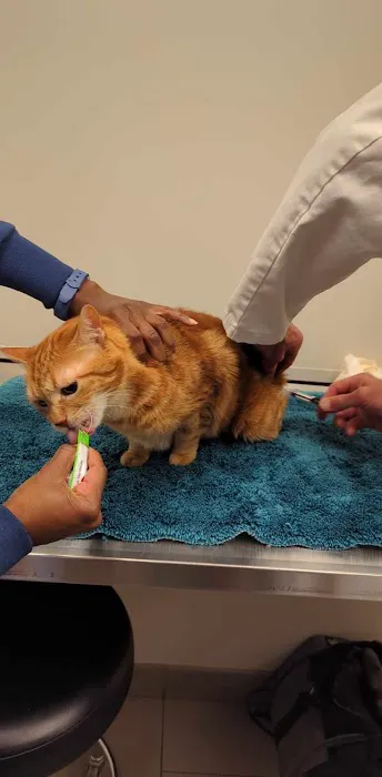 VCA Lewis Animal Hospital Picture 6