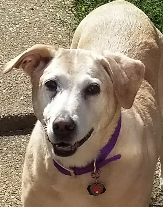 VCA Lewis Animal Hospital Picture 7
