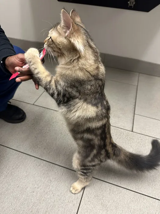VCA Lewis Animal Hospital Picture 9