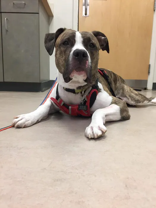VCA Lewis Animal Hospital Picture 10