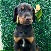Puppy Dreams - Lancaster ico