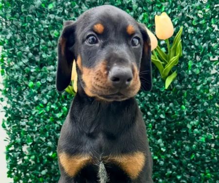 Puppy Dreams - Lancaster