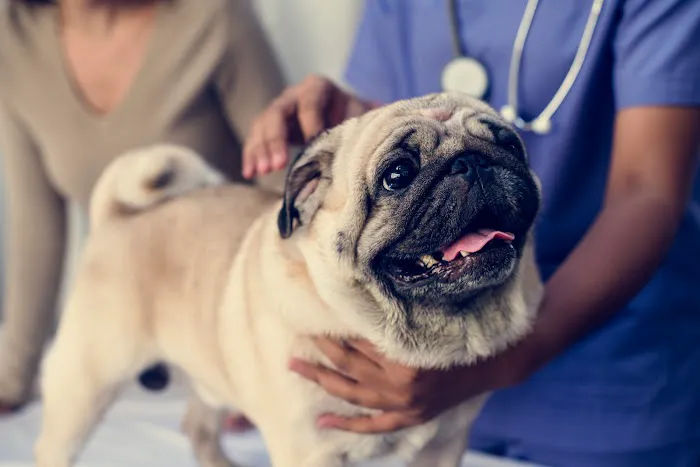 Dunloggin Veterinary Hospital Picture 7