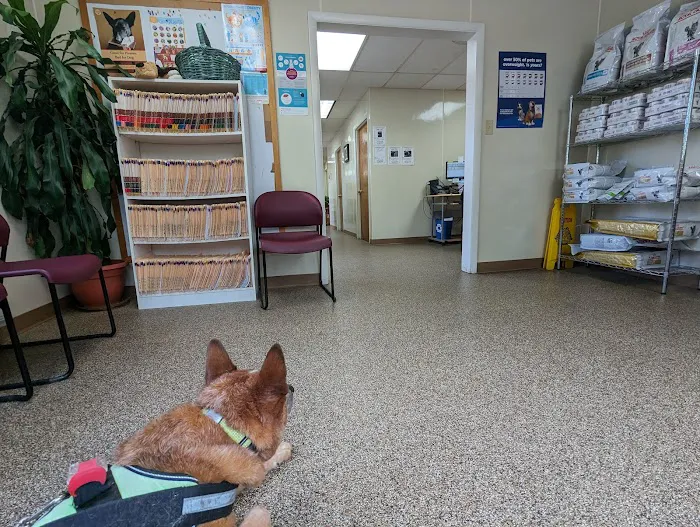 Dunloggin Veterinary Hospital Picture 6