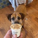 Lucky Pup Dog Shop