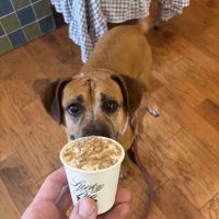 Lucky Pup Dog Shop ico