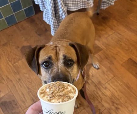 Lucky Pup Dog Shop