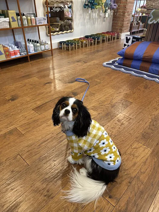 Lucky Pup Dog Shop Picture 3