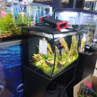 Fish Paradise, LLC ico