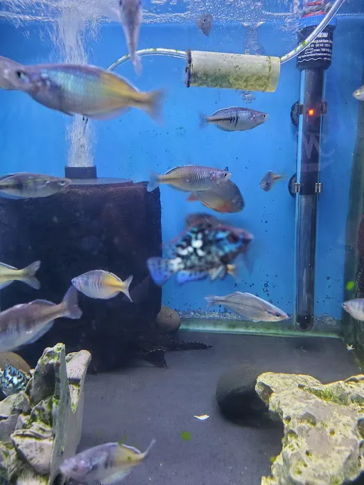 Fish Paradise, LLC Picture 4
