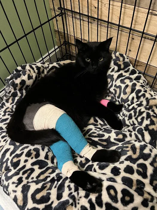 Howard County Animal Hospital Picture 3