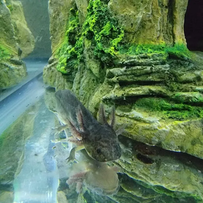 Ideal Axolotl Picture 3