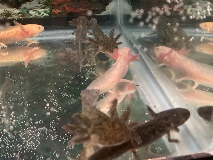 Ideal Axolotl Picture 1
