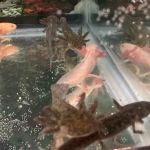 Ideal Axolotl