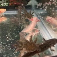 Ideal Axolotl ico
